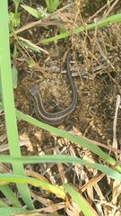 Lacerta agilis