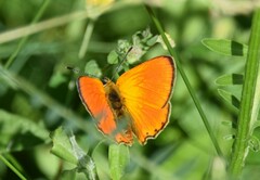 Lycaena virgaureae
