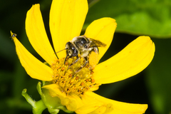 Melissodes trinodis
