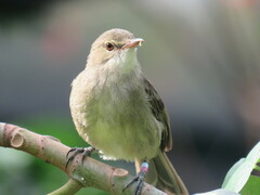 Acrocephalus sechellensis