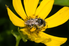Melissodes trinodis