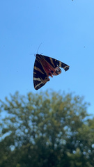 Euplagia quadripunctaria