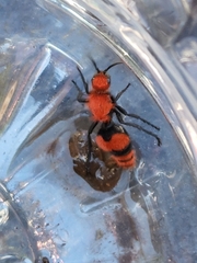 Dasymutilla occidentalis