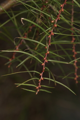 Hakea ulicina