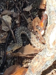 Thamnophis sirtalis pallidulus