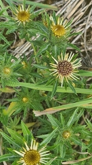 Carlina vulgaris