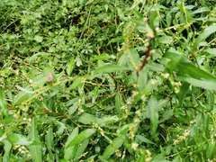 Persicaria hydropiper