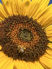 Eumelissodes