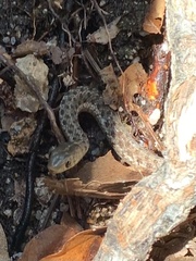 Thamnophis sirtalis pallidulus