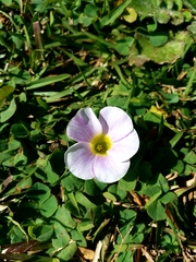 Oxalis purpurea