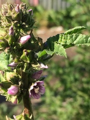 Malva verticillata