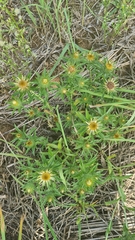 Carlina vulgaris