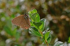 Aphantopus hyperantus