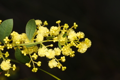 Acacia myrtifolia