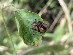 Cryptocephalinae