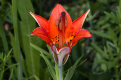 Lilium philadelphicum