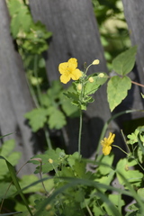 Chelidonium majus