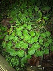 Ranunculus