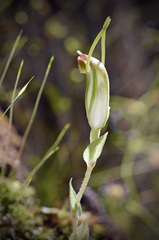 Pterostylis pyramidalis