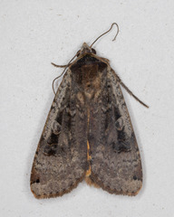 Noctua pronuba