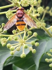 Volucella zonaria