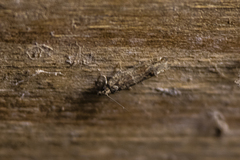 Crocidosema plebejana