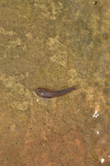 Anablepsoides hartii