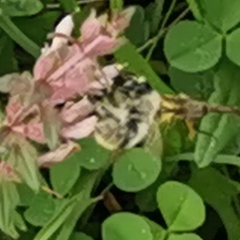 Bombus sylvarum