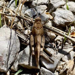 Oedipoda caerulescens
