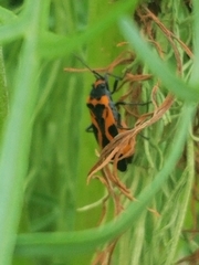 Lygaeus turcicus
