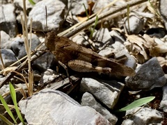 Oedipoda caerulescens