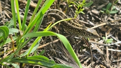 Lacerta agilis
