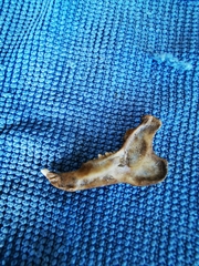 Oryctolagus cuniculus