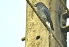 Dicrurus caerulescens