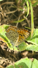 Lycaena tityrus
