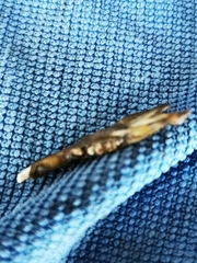 Oryctolagus cuniculus