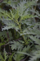 Urtica cannabina
