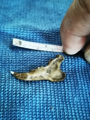 Oryctolagus cuniculus