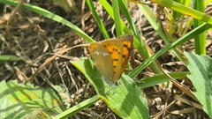 Lycaena virgaureae