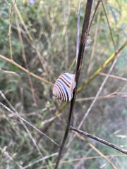 Caucasotachea vindobonensis