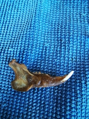 Oryctolagus cuniculus