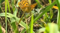 Lycaena virgaureae