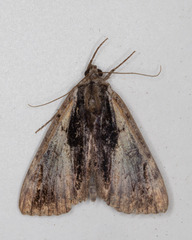 Catocala ultronia