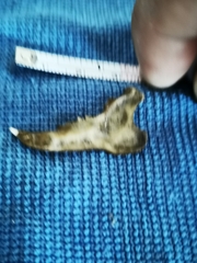 Oryctolagus cuniculus