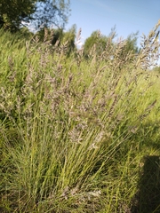 Festuca