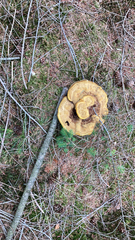 Phaeolus schweinitzii