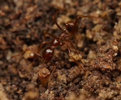 Aphaenogaster