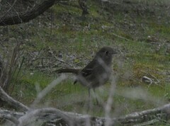 Drymodes brunneopygia