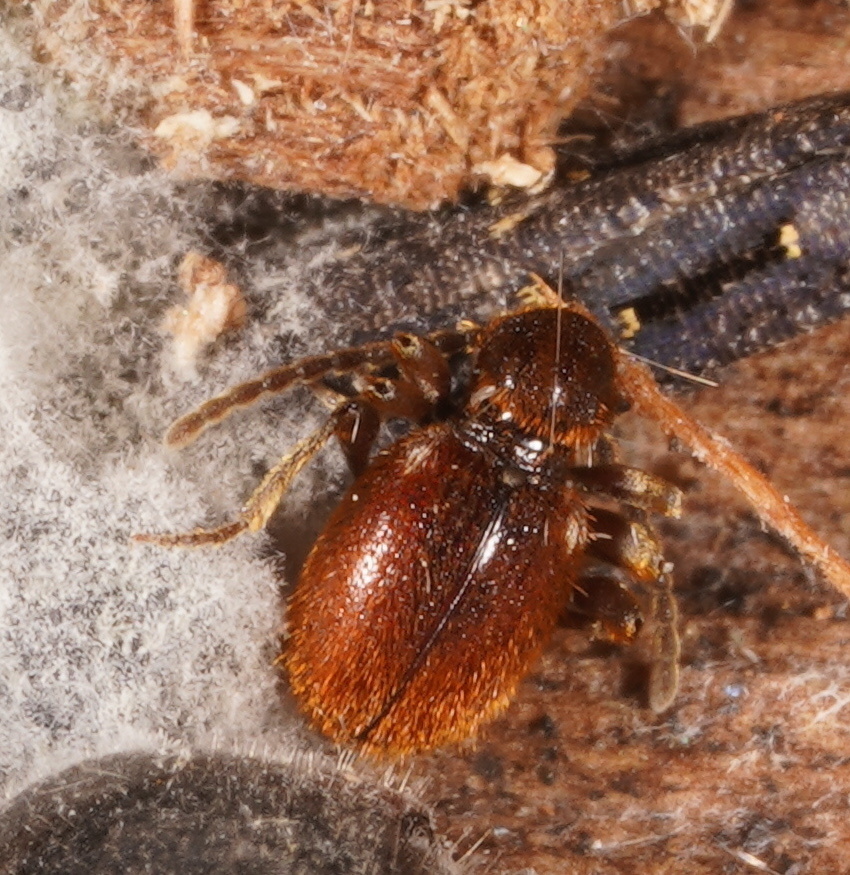 Ptinus albohumeralis