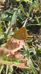 Lycaena virgaureae